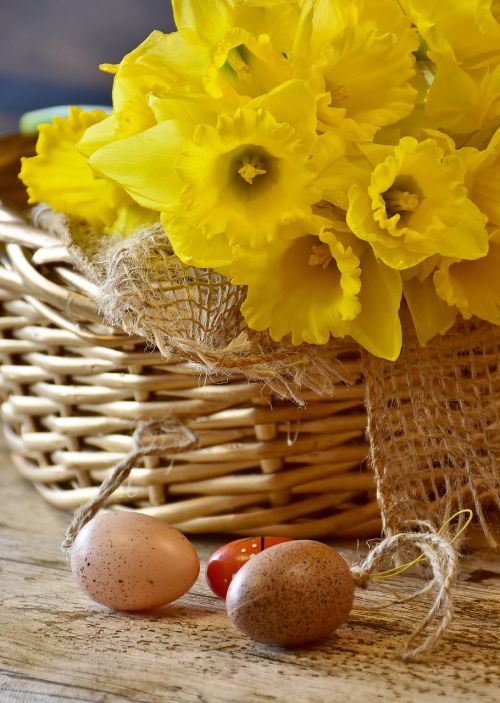 daffodils yellow spring