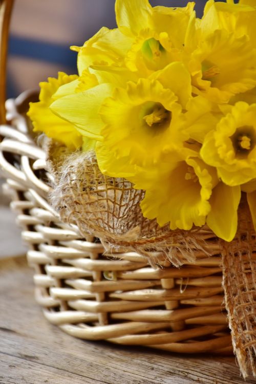 daffodils yellow spring