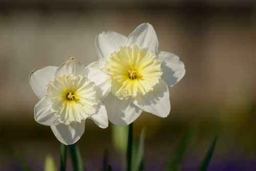daffodils narcissus daffodil