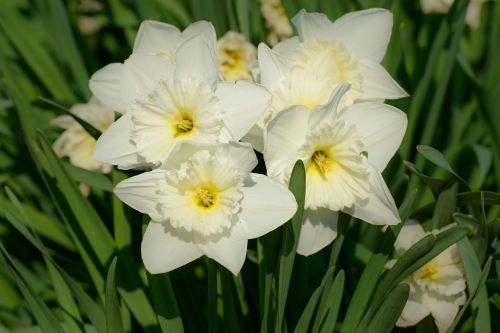 daffodils narcissus daffodil