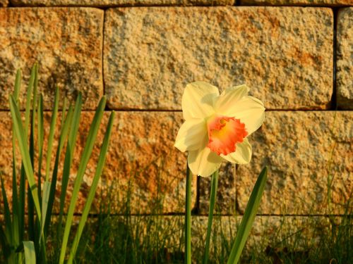 daffodils osterglocken easter