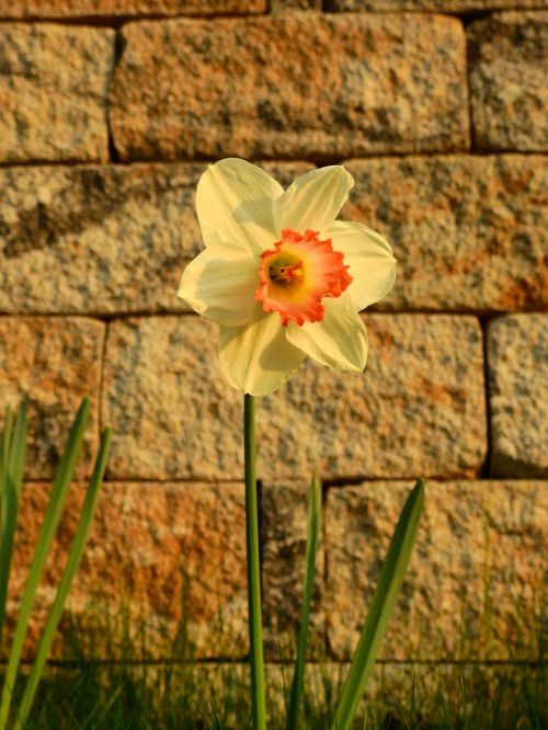 daffodils osterglocken easter