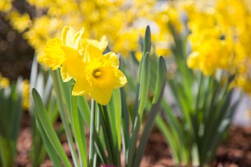 daffodils flower nature