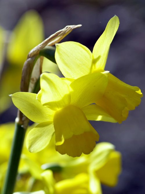 daffodils flower spring