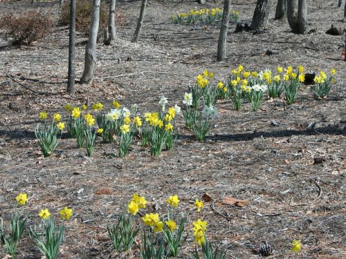 daffodils forest floor