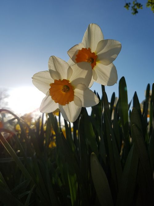 daffodils flowers blue sky