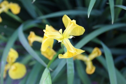daffodils flowers yellow
