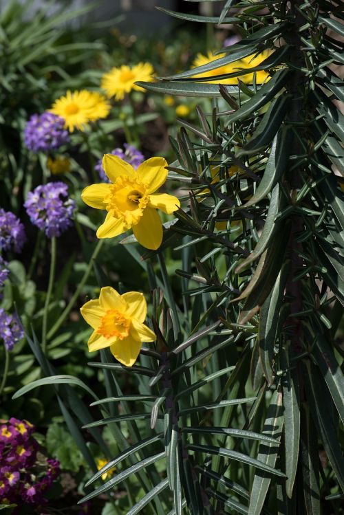 daffodils in the garden narcissus pseudonarcissus