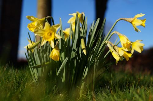 daffodils osterglocken narcissus pseudonarcissus