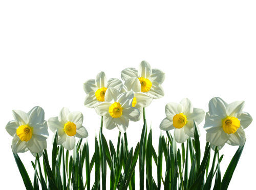 daffodils osterglocken spring