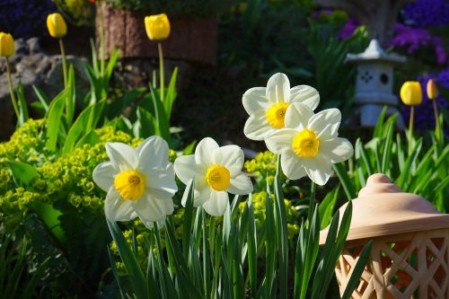 daffodils osterglocken flowers