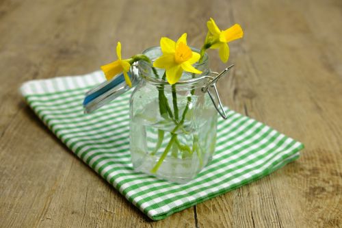 daffodils osterglocken amaryllidoideae