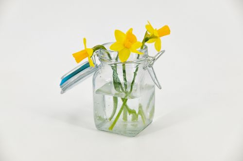daffodils osterglocken amaryllidoideae