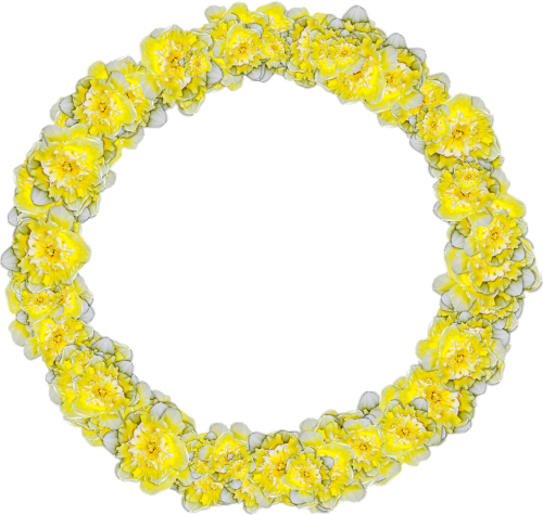 daffodils circle narcissus