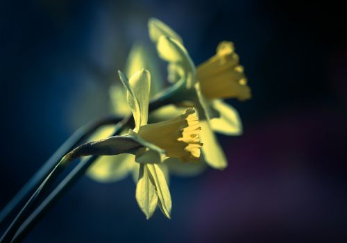 daffodils spring flowers yellow