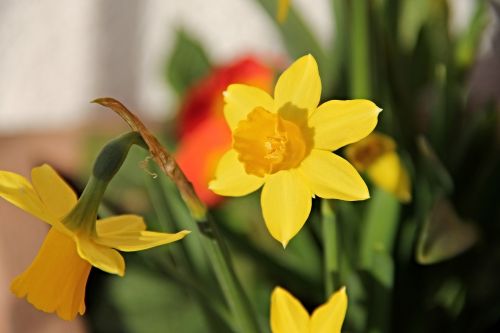 daffodils yellow osterglocken