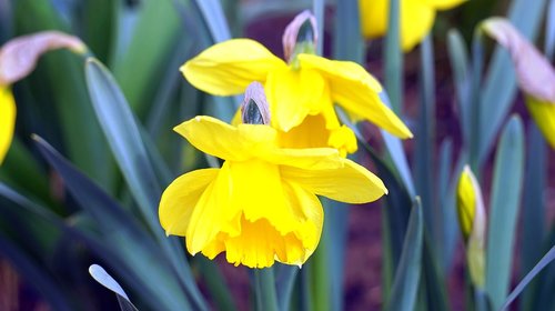 daffodils  flower  plant