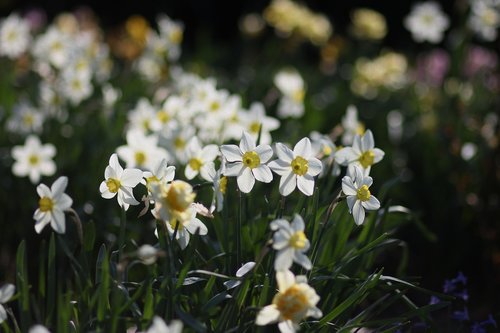 daffodils  flowers  supplies