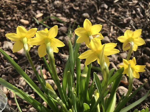 daffodils  spring  nature