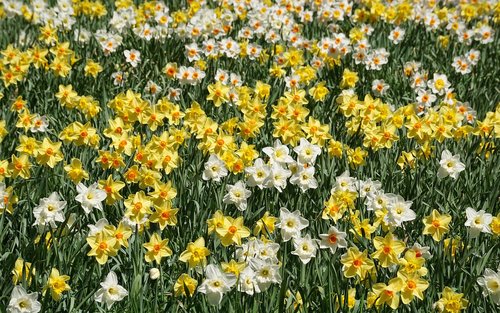 daffodils  flowers  yellow