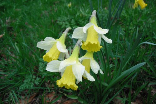 daffodils  spring  flowers