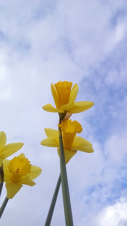 daffodils  yellow  flowers