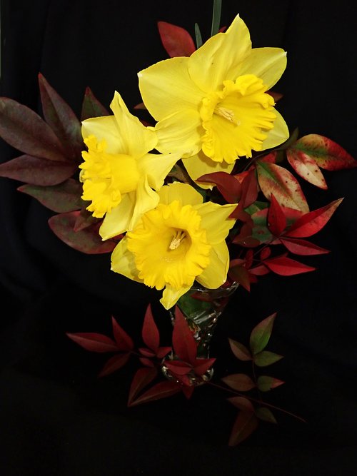 daffodils  leaves  vase