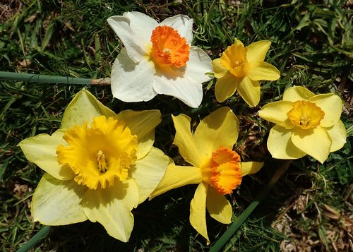 daffodils  flowers  bulbs