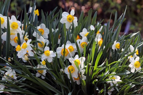 daffodils  plant  nature