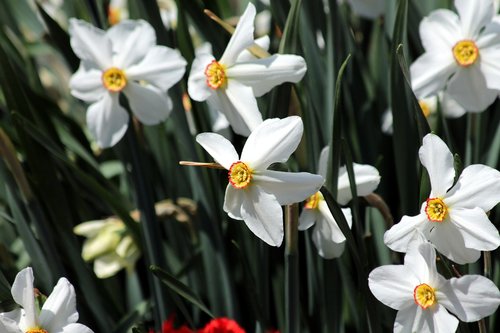 daffodils  plant  nature