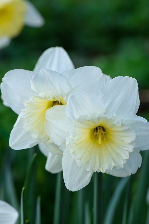 daffodils  flowers  nature