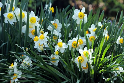 daffodils  plant  nature