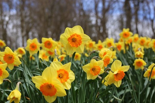 daffodils  flowers  daffodil
