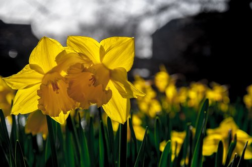 daffodils  narcissus  flower
