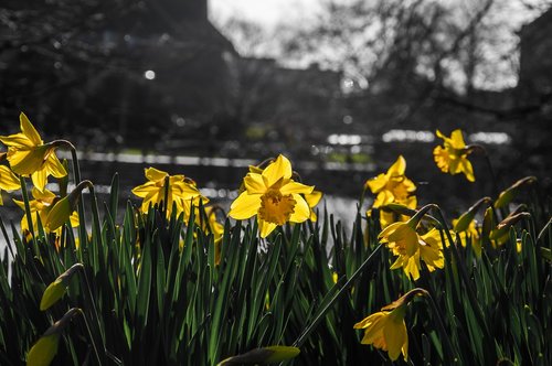 daffodils  narcissus  flower