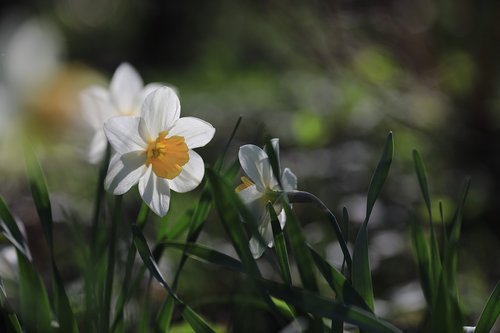 daffodils  floral  flower
