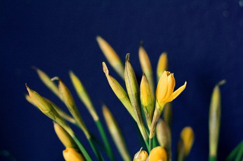 daffodils  osterglocken  easter