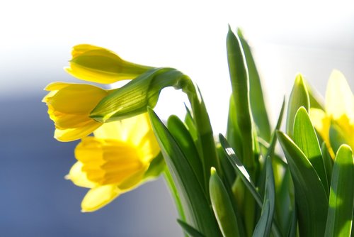 daffodils  early bloomer  flower