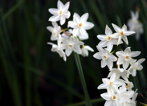 daffodils  white  flowers