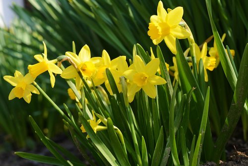 daffodils  early bloomer  spring flower