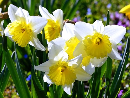 daffodils  blossom  bloom