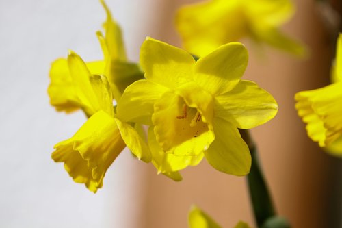 daffodils  osterglocken  spring flowers