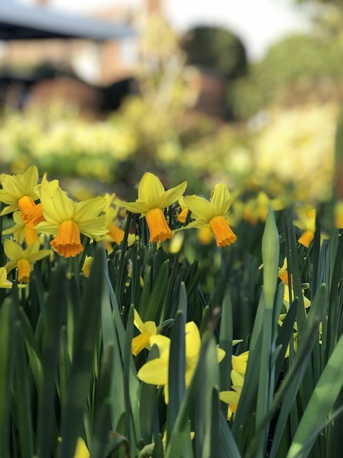 daffodils  spring  yellow