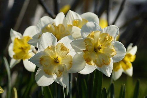 daffodils  osterglocken  flowers