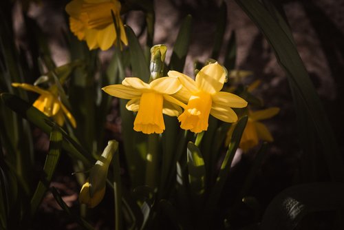 daffodils  yellow  small