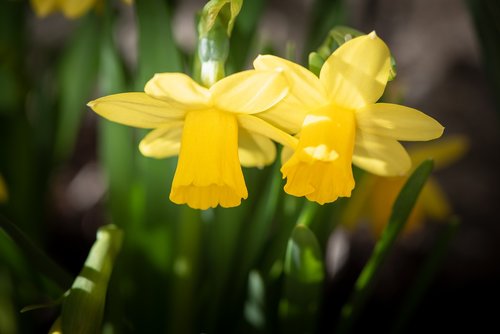 daffodils  yellow  spring flowers