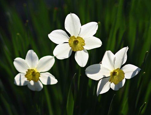 daffodils  three  flowers