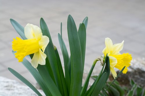 daffodils  yellow  flowers