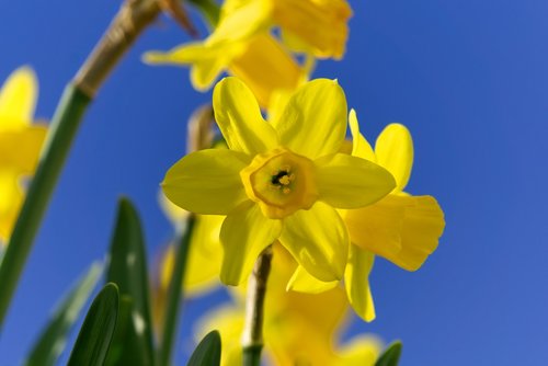 daffodils  early bloomer  flower