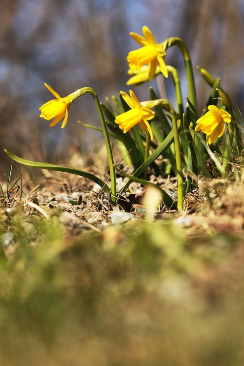 daffodils  flower  nature